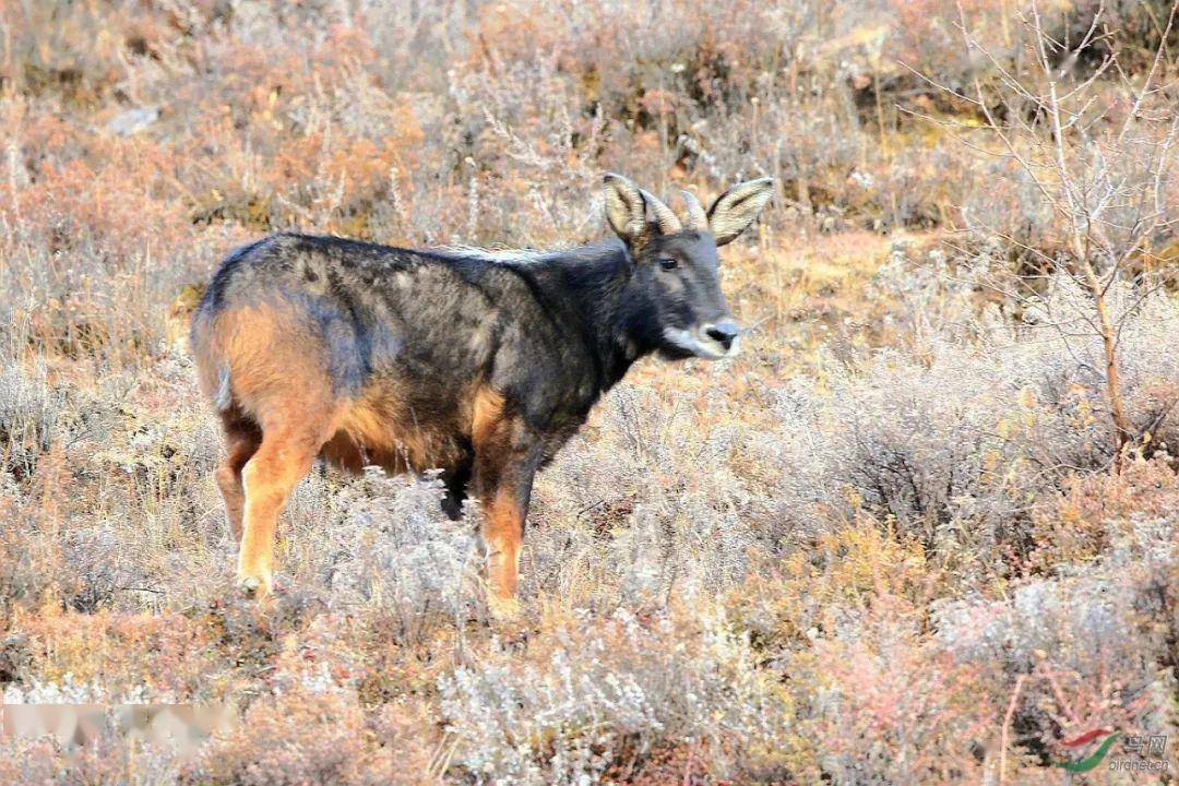 探索四不像正版与正版四不像凤凰，释义、解释与落实